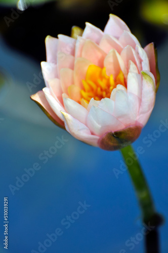 Fototapeta Naklejka Na Ścianę i Meble -  Blossoming waterlily flower in pond