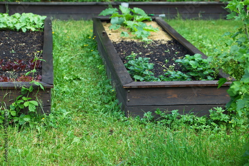 vegetables grow on high garden beds