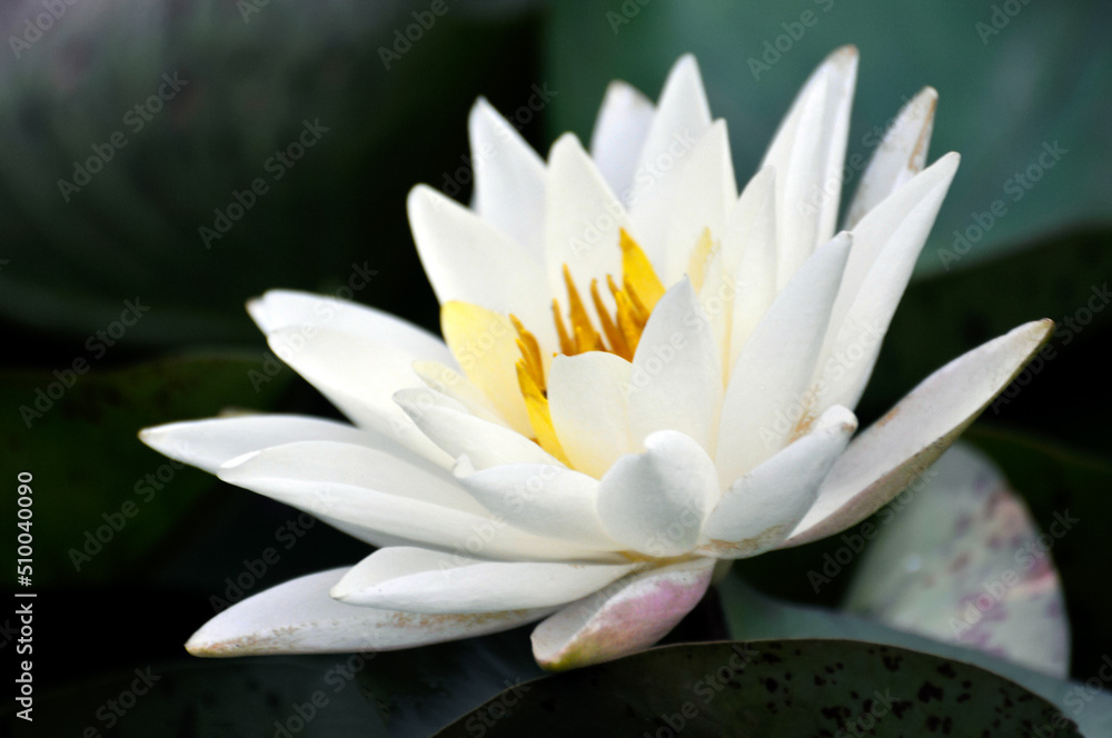 Blossoming waterlily flower in pond Blossoming waterlily flower in pond
