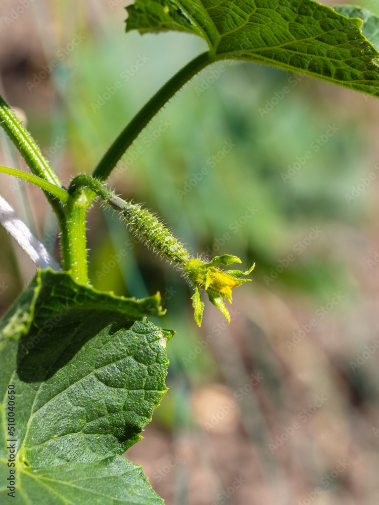 Naklejka premium A cucumber flower bud with a small gherkin embryo in the garden, close-up. A small young cucumber with a flower grows on a branch. The beginning of the growth of cucumber fruits