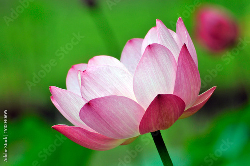 Blossoming lotus flower