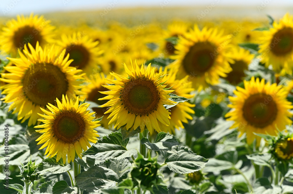 girasol en campiña