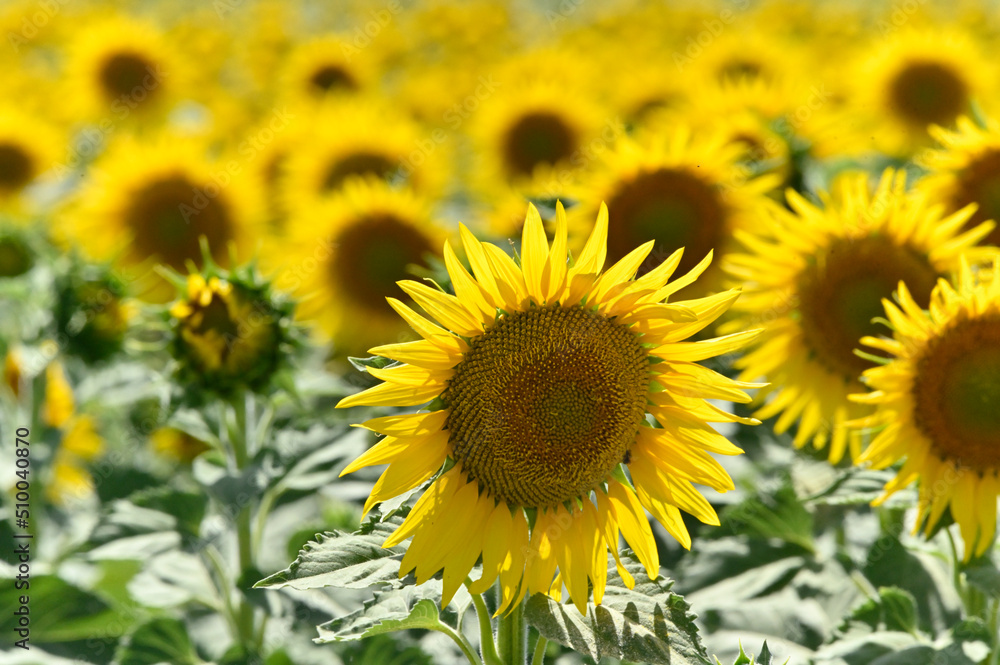 girasol en campiña