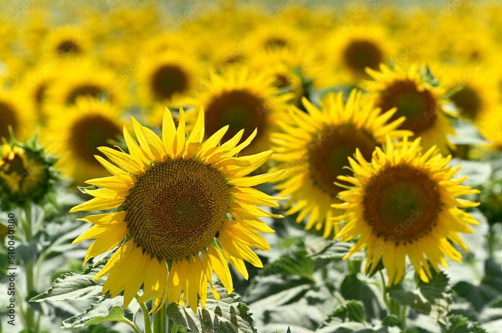 Fototapeta premium campo de girasoles