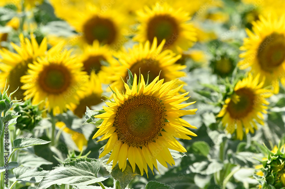 campo de girasoles