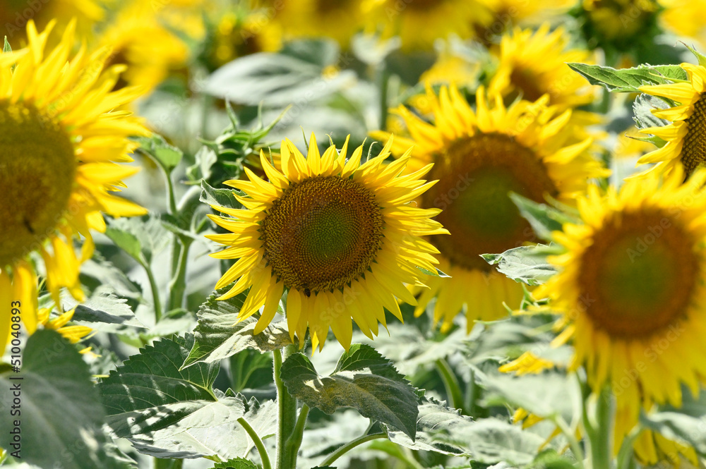 campo de girasoles