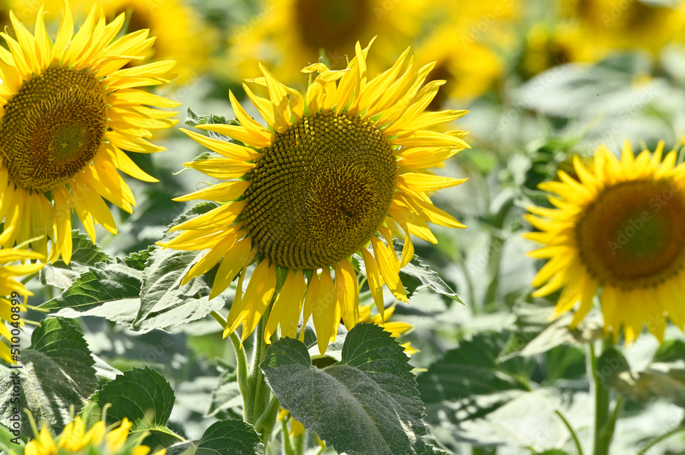 campo de girasoles