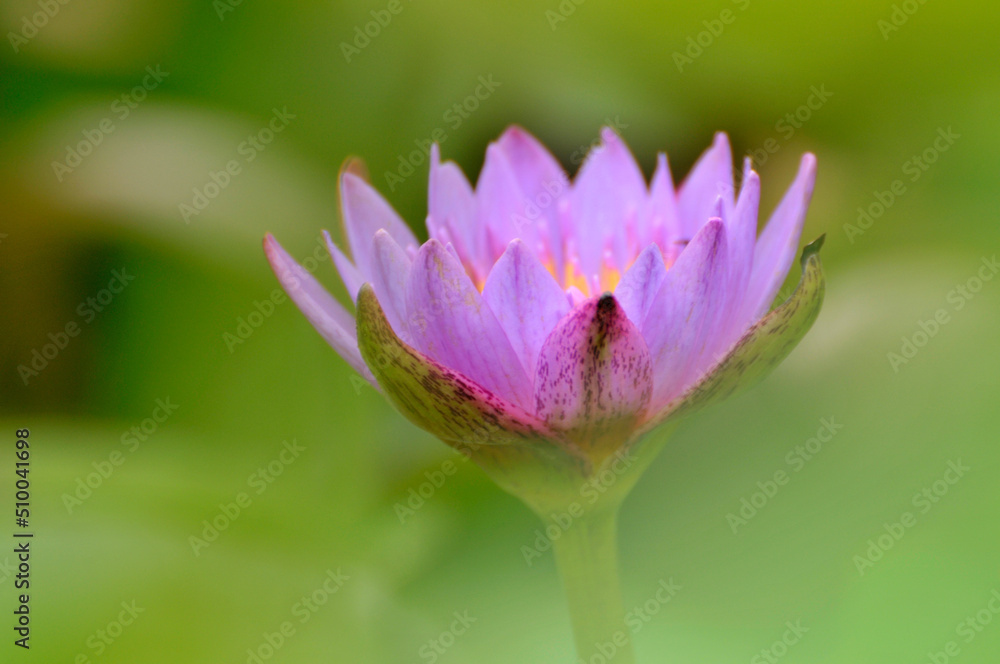 Blossoming waterlily flower in pond Blossoming waterlily flower in pond