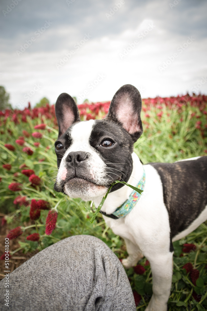 French buldog is standing in crimson clover. He has so funny face he is smilling
