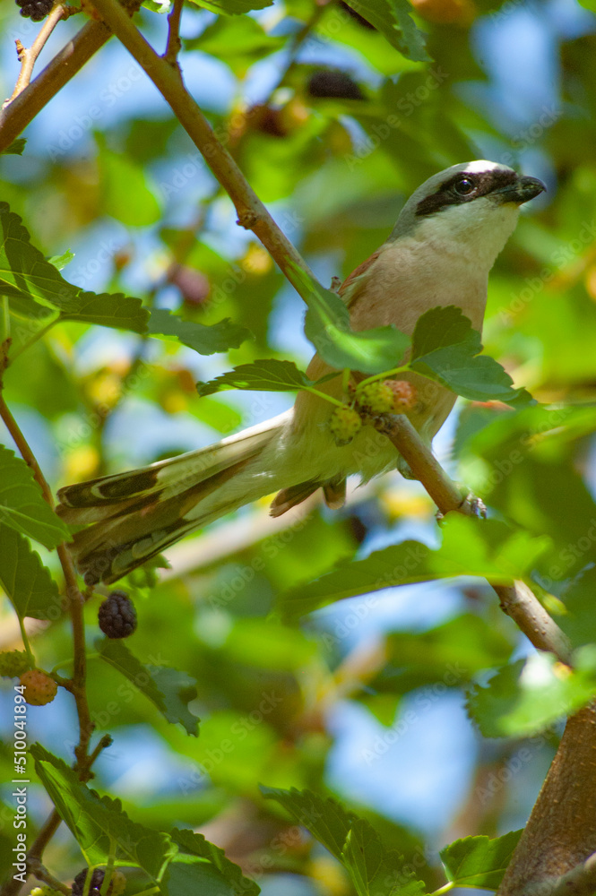 Fototapeta premium bird on a branch