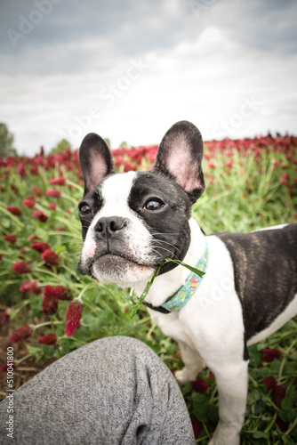 French buldog is standing in crimson clover. He has so funny face he is smilling