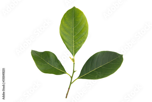 Three jackfruit leaves on the same branch on a white background, cutout,isolate, clipping path