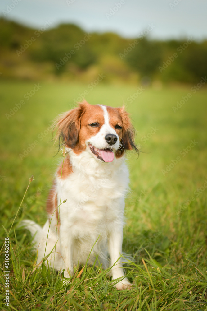Portrait of dog kooikerhondje. She is so nice dog. Portrait of dog kooikerhondje. She is so nice dog.