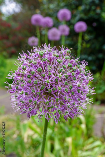 purple Allium flower in summer garden. round sphere shaped flower. Tall ball shaped flower