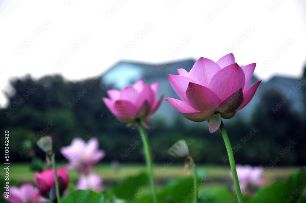 Blossoming lotus flower