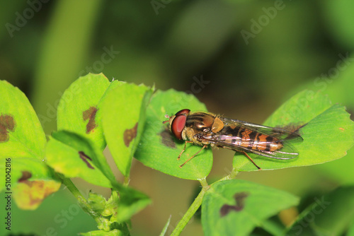 natural allograpta insect macro photo © Recep