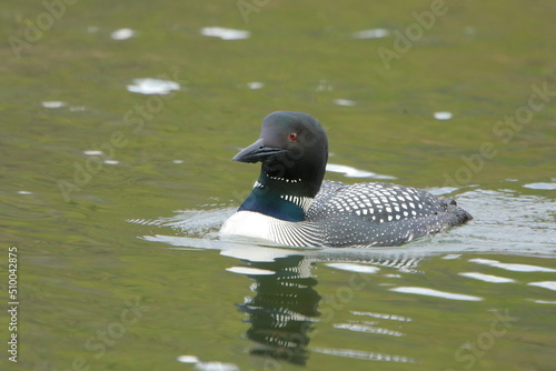 Common loon swimming towards the camera looking left