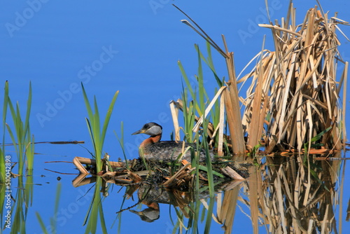 Red-necked grebe sitting on a nest in reeds
