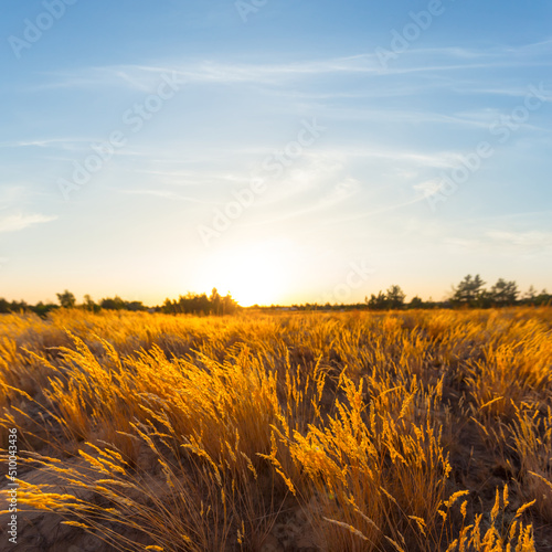wide hot sandy prairie at the sunset, wild natural background