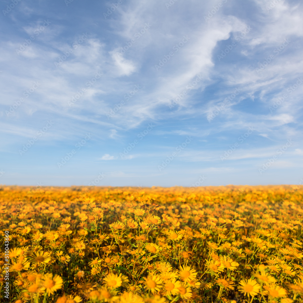 closeup field covered by wild yellow flowers under a blue cloudy sky closeup field covered by wild yellow flowers under a blue cloudy sky