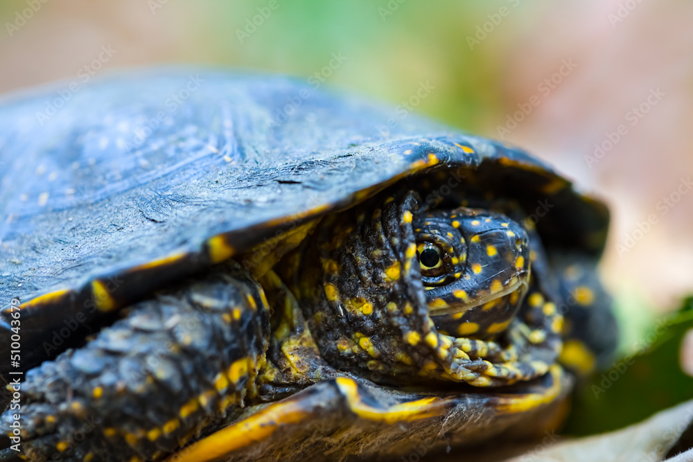 closeup turtle crawl among leaves in forest closeup turtle crawl among leaves in forest