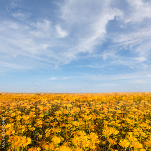 closeup field covered by wild yellow flowers under a blue cloudy sky
