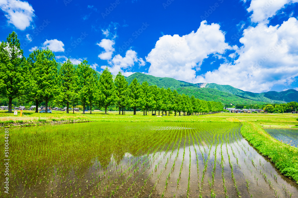 Obraz premium メタセコイア並木 新緑のマキノ高原