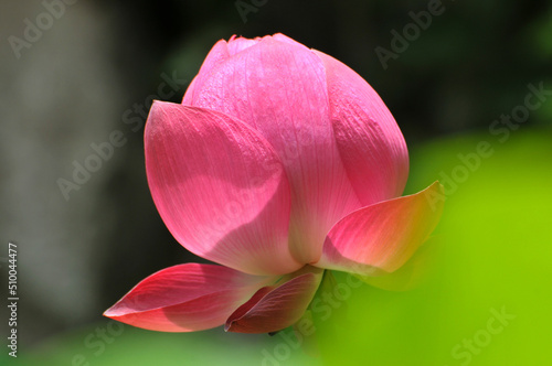 Blossoming lotus flower