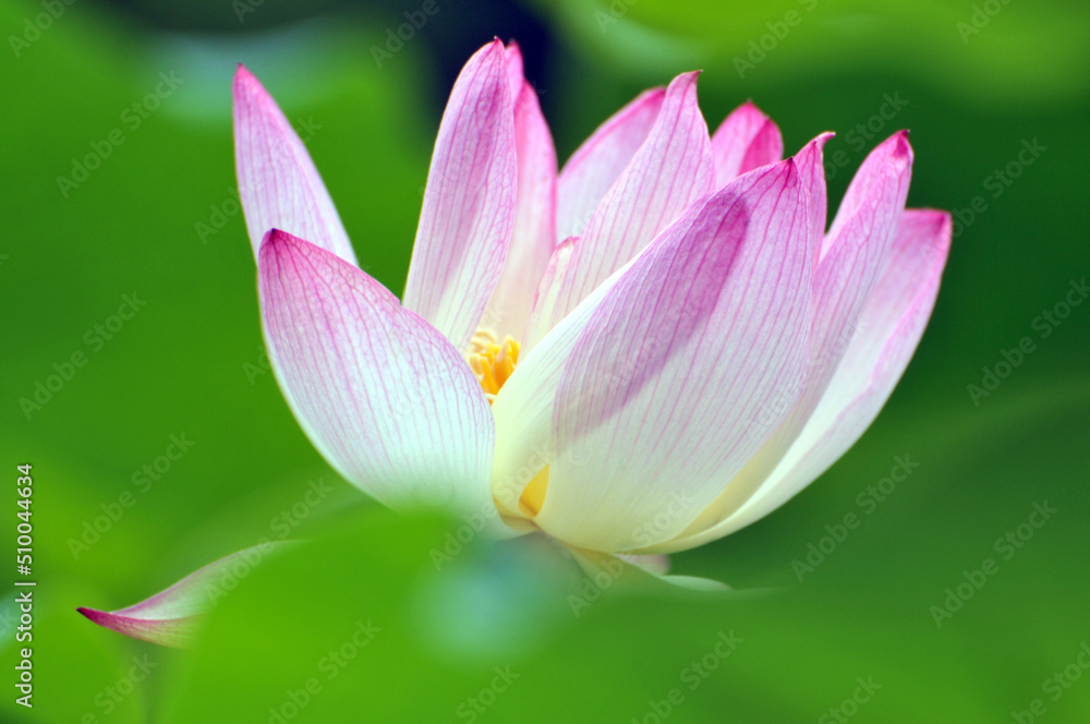 Blossoming lotus flower Blossoming lotus flower