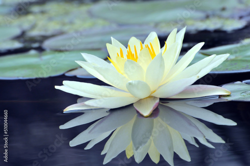 Blossoming waterlily flower in pond