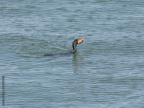 A Comorant swallows it's morning catch photo