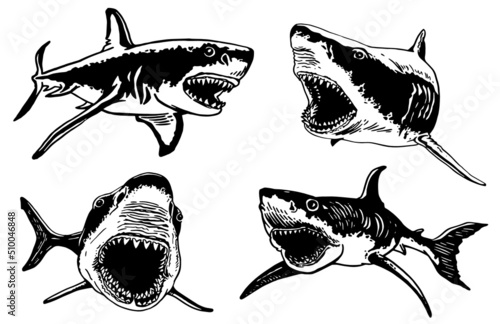 Graphical set of sharks and jaws isolated on white background,vector elements , great white shark