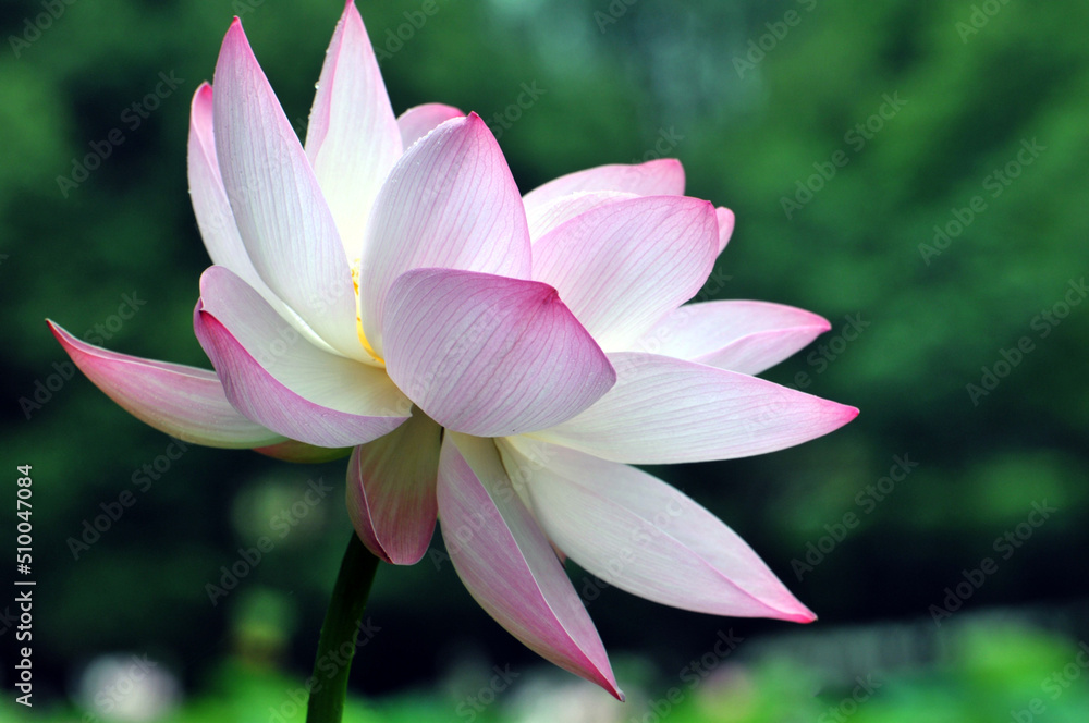 Blossoming lotus flower Blossoming lotus flower