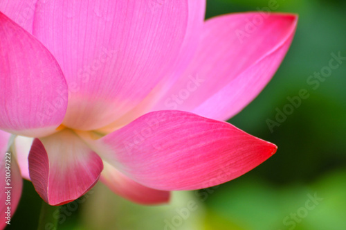 Blossoming lotus flower