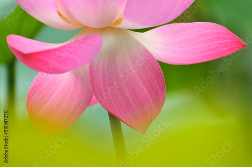 Blossoming lotus flower