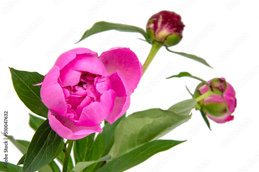 Pink beautiful peony flower isolated on the white background Pink beautiful peony flower isolated on the white background