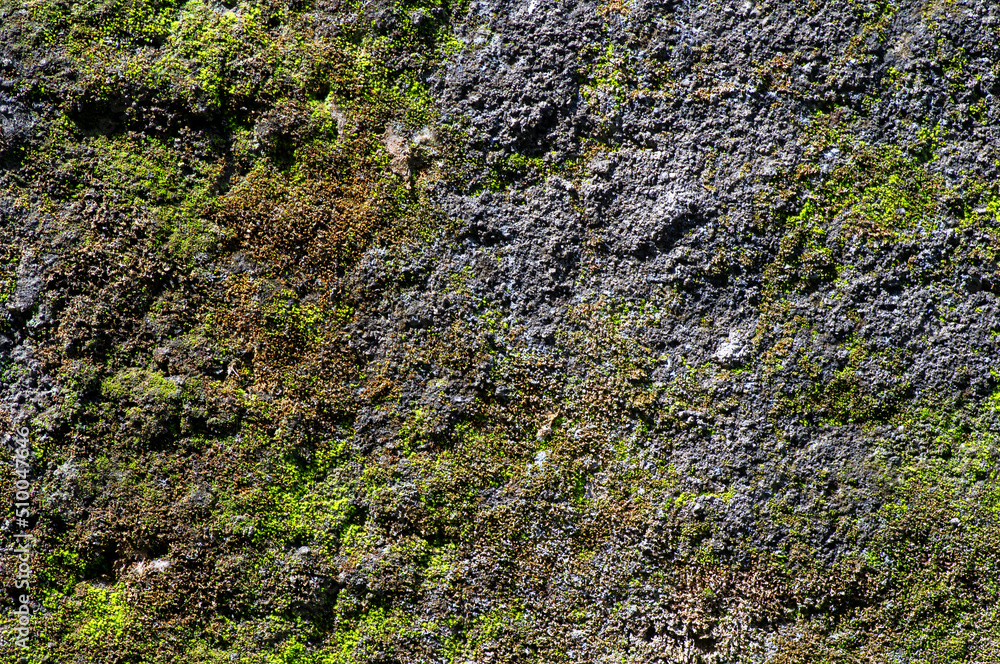Green moss on the stone in shallow focus. Computer background and wallpaper