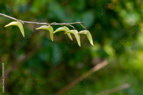 Pigeon orchid, Dove flower, Dendrobium crumenatum, almost blooming photo