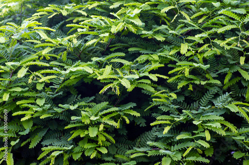 Fototapeta Naklejka Na Ścianę i Meble -  River tamarind (Leucaena leucocephala) green leaves for natural background