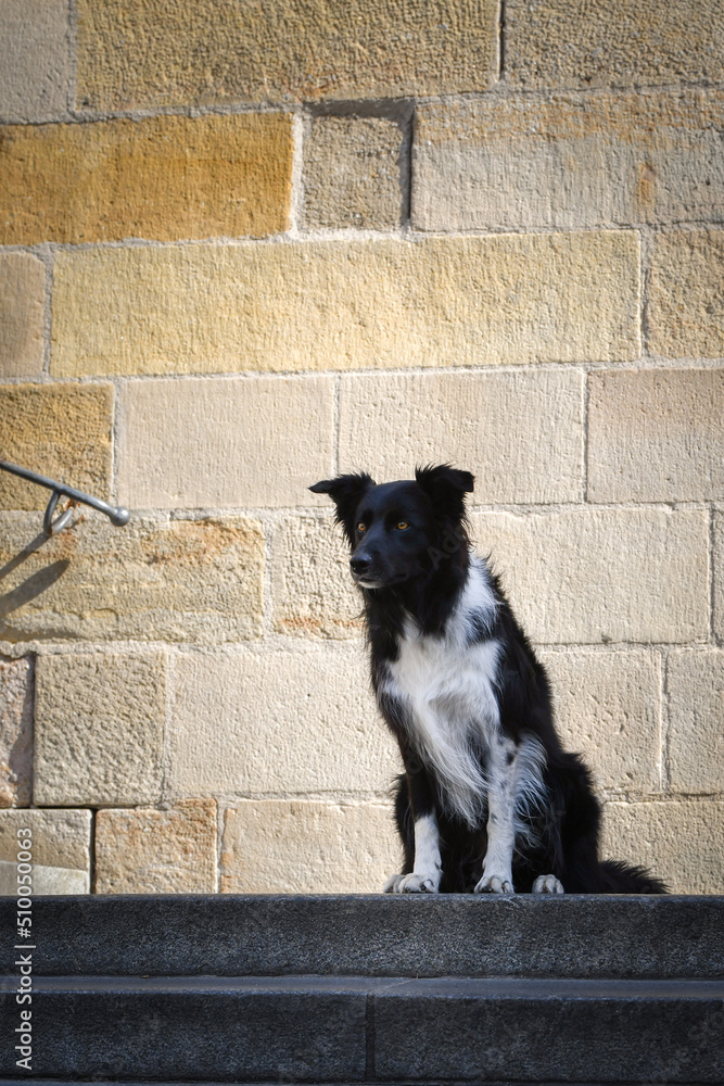Border collie is sitting in city center on stairs. She is in center of Prague. She is so patient model.