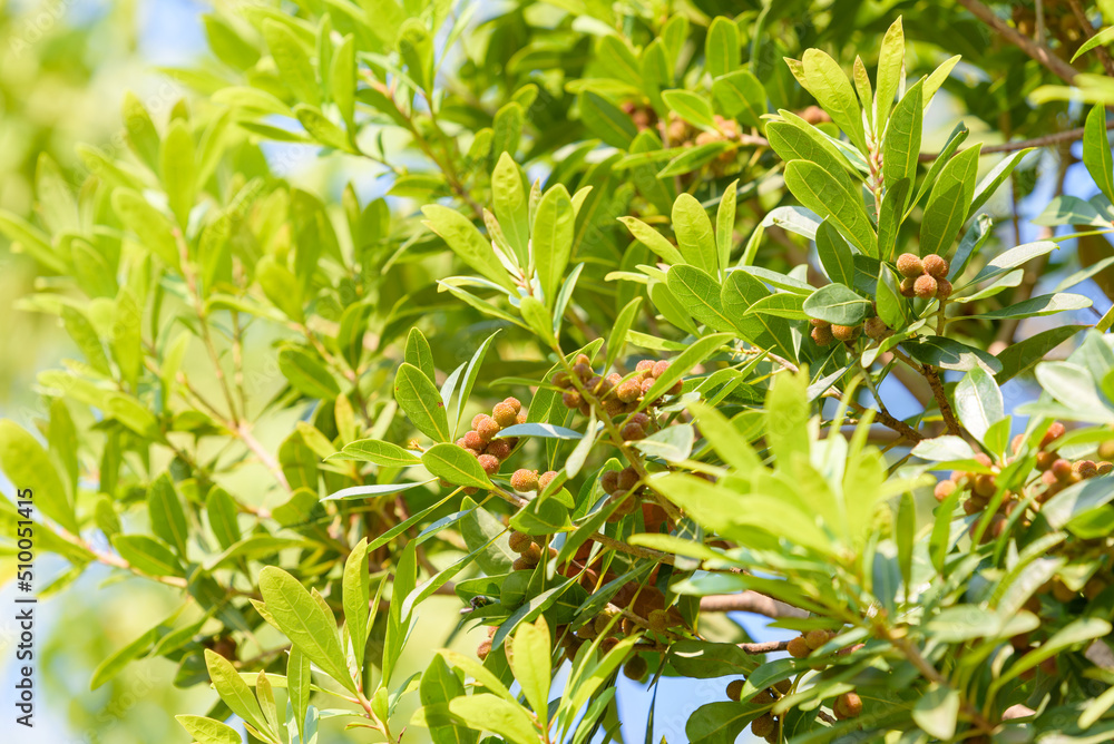 Young fruit of Japanese bayberry, on the tree Young fruit of Japanese bayberry, on the tree