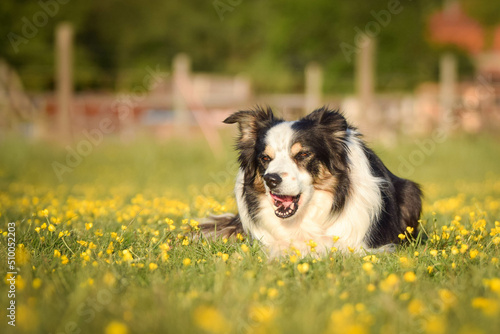 Dog is lying in the grass in the flowers. She is so happy dog on trip.