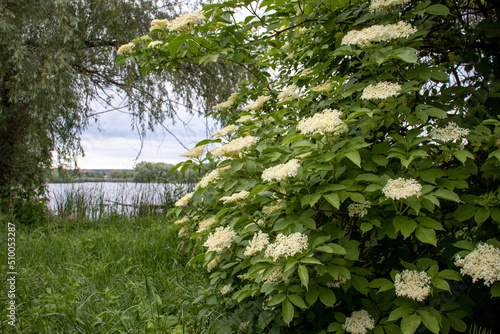 Summer landscape with tree arch and blooming  elderflower bush on river and sky background