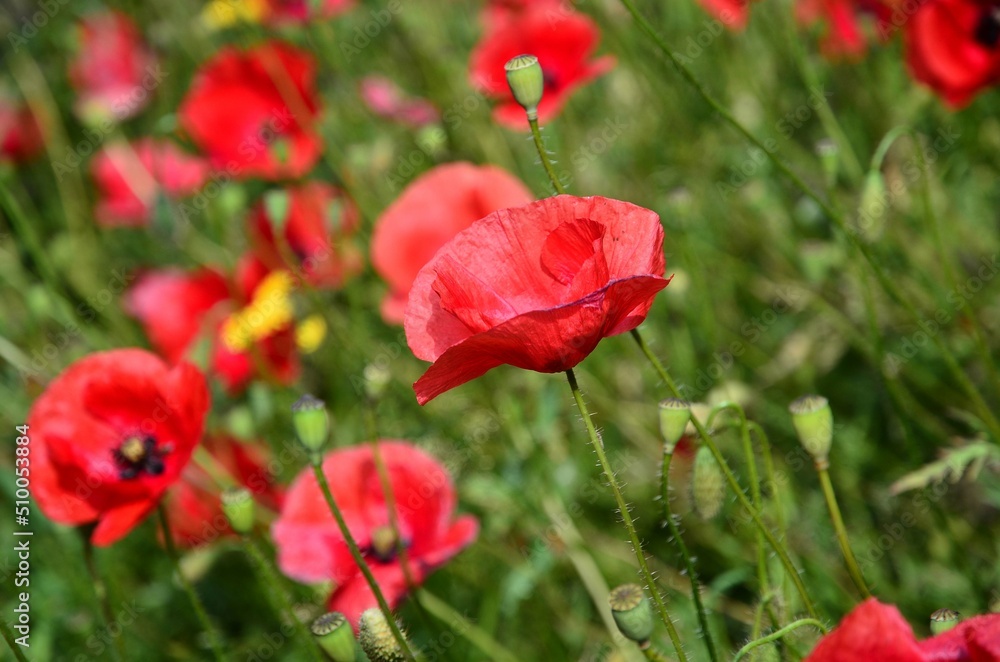 Obraz premium Mohnblüten