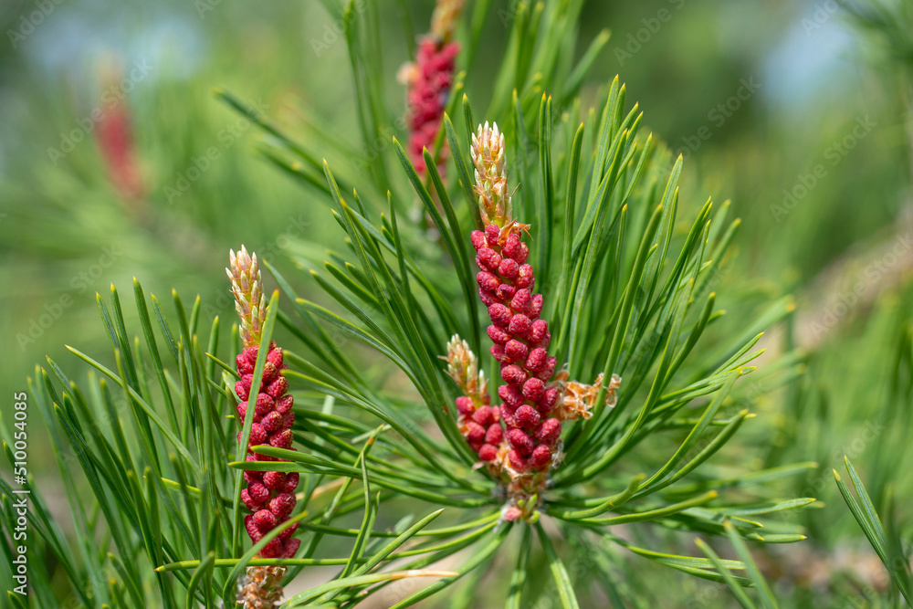 Pine branch with young immature cones close up. Red cones and green pine needles in spring. Pine branch with young immature cones close up. Red cones and green pine needles in spring.