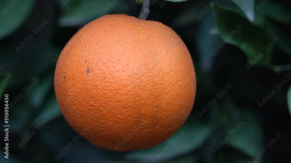 Orange fruit trees in farm, Adana, Turkey Orange fruit trees in farm, Adana, Turkey