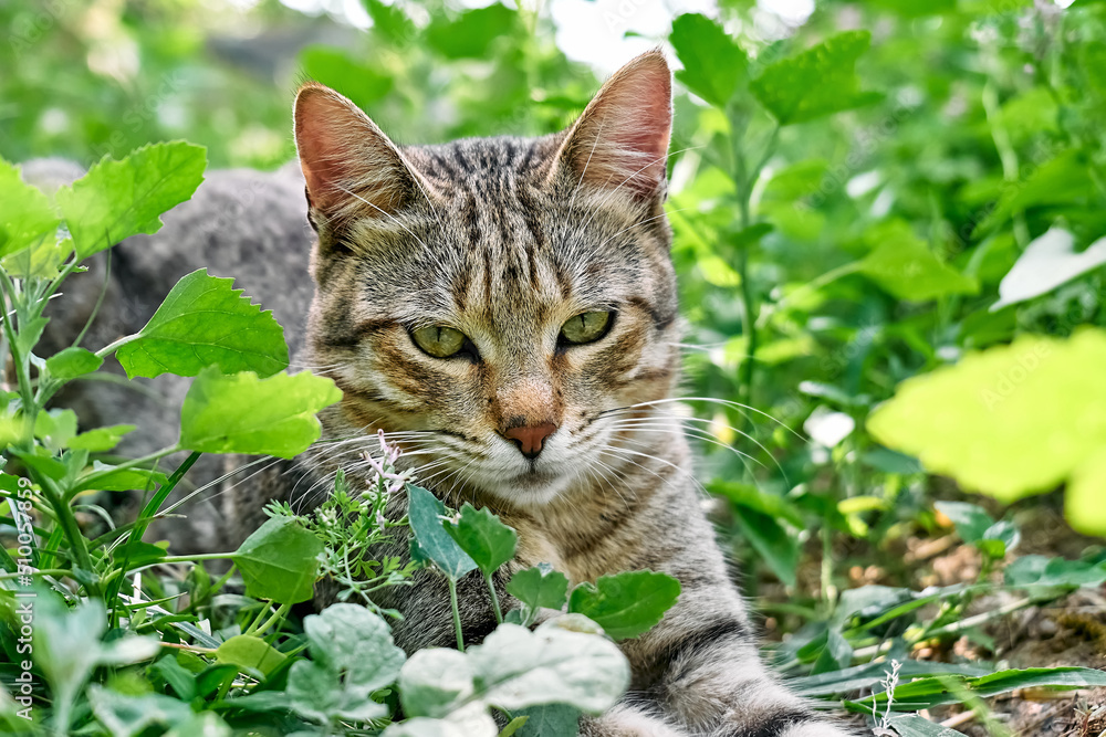 Close up portrait of cute gray tabby cat in green grass. Household pet, domestic animals. Animal theme.