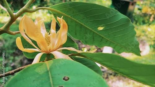 Yellow-orange coloured champak (Magnolia champaca) flower in bloom. Spring flowers. Background photo