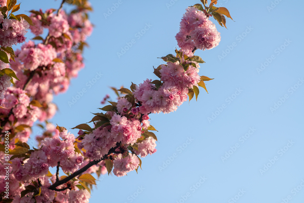 spring, flowering plant with bunches of intense firoi, bright pink color, which completely cover the branches. Ornamental plant for avenues spring, flowering plant with bunches of intense firoi, bright pink color, which completely cover the branches. Ornamental plant for avenues
