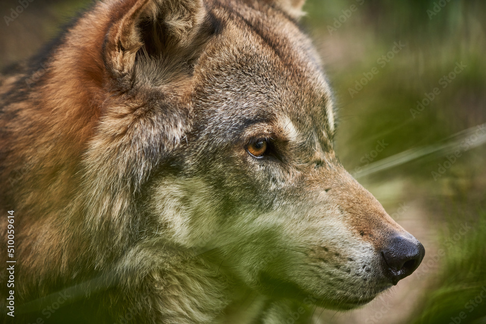 Wild Animal, European Wolf closeup of head and face. Cute Animal
